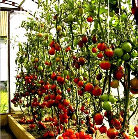 A Good Tomato Crop How To Grow A Large Crop Of Tomato How To Prepare Soil