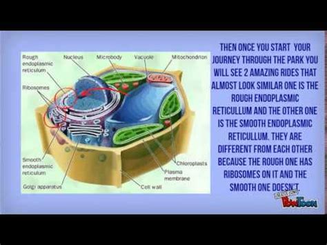 We did not find results for: Cell Amusement Park - YouTube