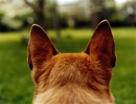 7 Tips To Dogs Ear Care Pets Grooming Prices