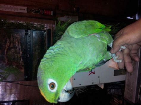Male Mealy Amazon Parrot For Sale In South Houston Texas Classified