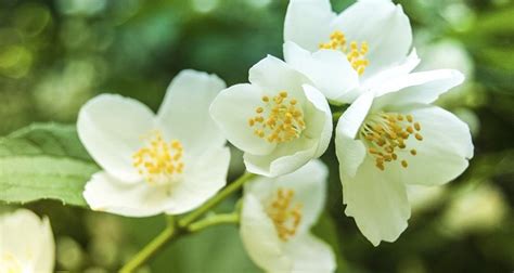 How To Care For A Summer Blooming Jasmine Plant