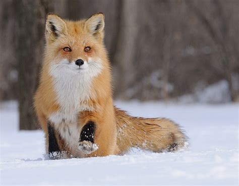 Renard Roux 22 02 13 Fox Red Fox Fox In Snow