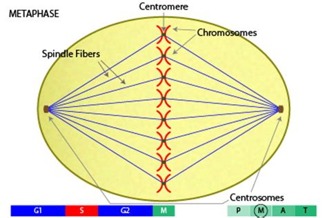 We did not find results for: Study 7th TELOPHASE 4TH STAGE MITOSIS at Homeschooled ...
