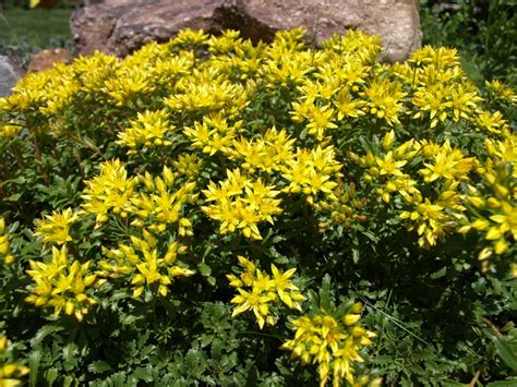 Succulent with large yellow flowers. Stock photo: Sedum kamtschaticum: Kamtschat stonecrop