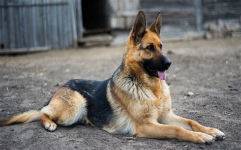 German Shepherd Dog Breed Temperament And Personality Guarding