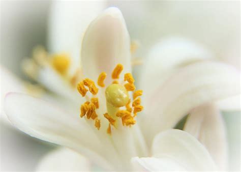 Read the following article for information on growing this. Lemon Tree So Sweet Photograph by Elizabeth Budd