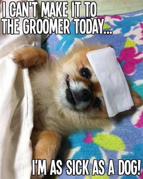Funny Cute Dog Plays Sick Dog Quotes Funny Dog Memes Funny Dogs Cute