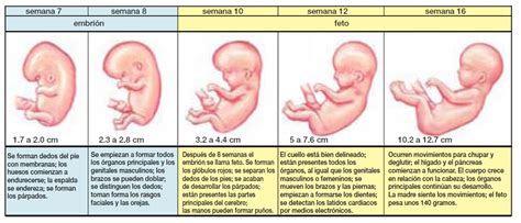 Espacio Ciencias Desarrollo Embrionario Humano Tarea Octavo