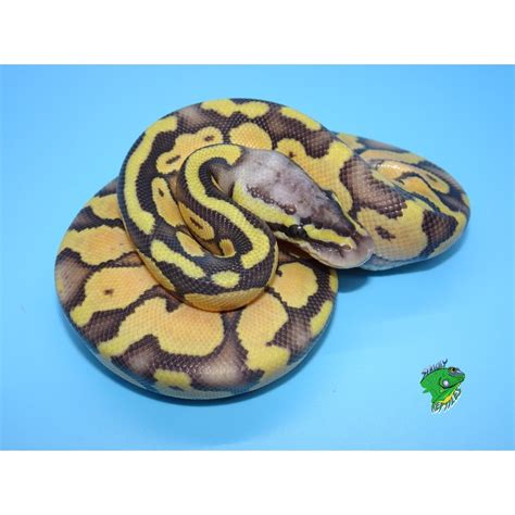 Super Pastel Orange Ghost Ball Python Baby Strictly Reptiles Inc