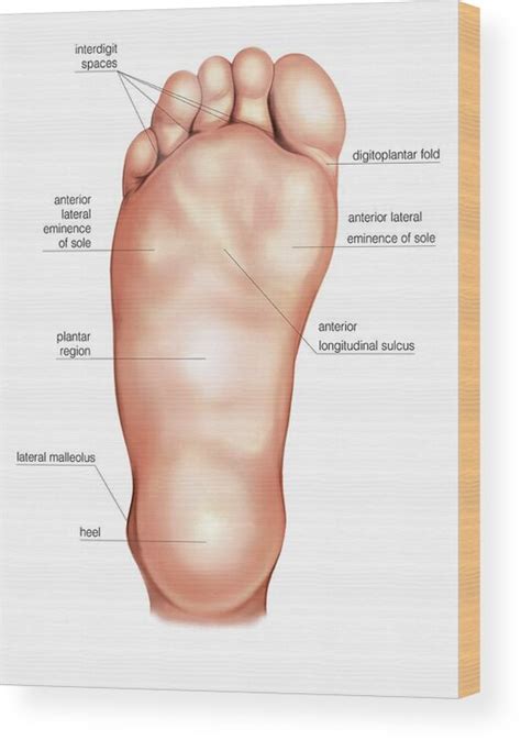 Anatomy Regions Of The Right Foot Wood Print Lupon Gov Ph