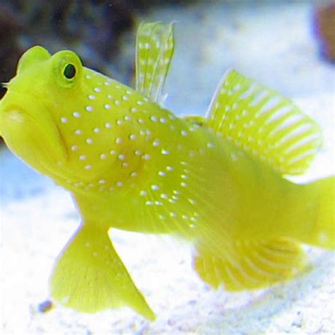 Goby Fish Detailed Information And Recommendations On Subject