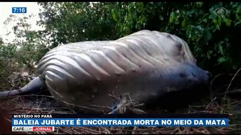 Baleia é Encontrada Morta Em área De Mata No Pará Youtube