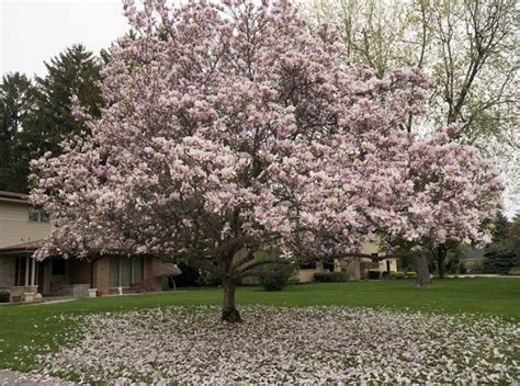 We pack them carefully to ensure they arrive safely. Jodi McFarland: Magnolias in Michigan are an exercise in ...