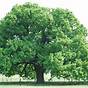 The Charter Oak Tree