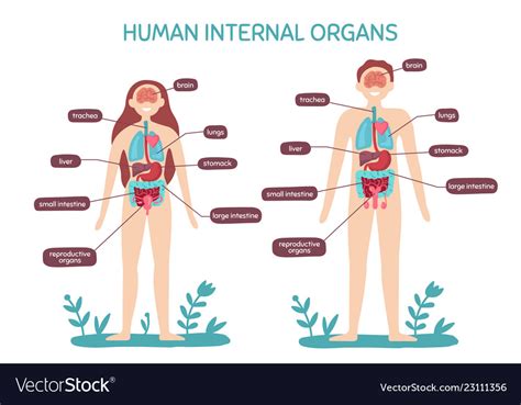 Cartoon Human Body Anatomy Male And Female Vector Image