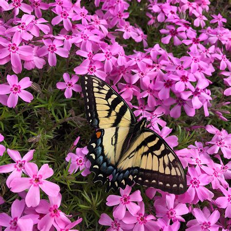Plants That Flower In Early Spring For Eastern Tiger Swallowtail