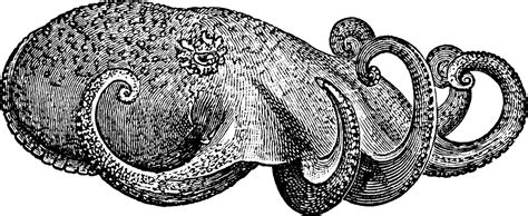 Octopus Vintage Illustration 13892814 Vector Art At Vecteezy