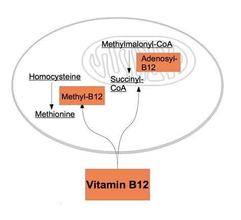Vitamin B12 Fördelar Arsenal Fund
