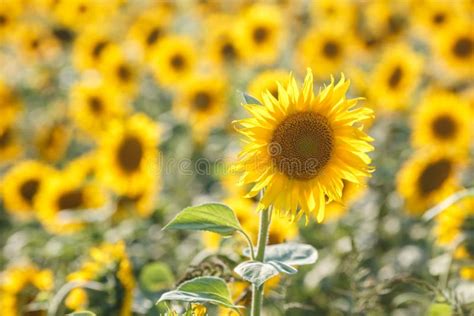Panorama In Field Of Blooming Sunflowers In Sunny Day Stock Image