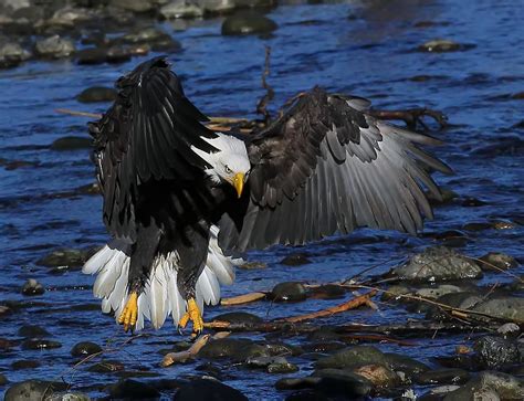 Eagle Landing 2 Photograph By Evergreen Photography Pixels