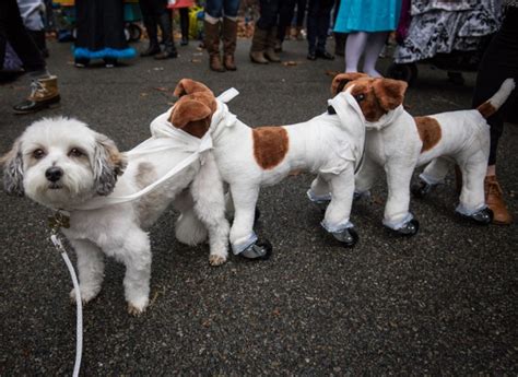 Photos The Best Costumes At Tompkins Square Parks Halloween Dog