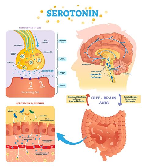 What Does Serotonin Do Neurotransmitter Function