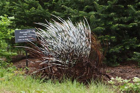 Porcupine Sculpture Maine Coastal Botanic Garden Nargs Allegheny