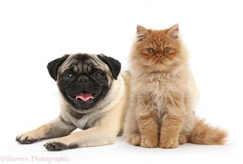 Pets Ginger Persian Kitten And Fawn Pug Photo Wp30767