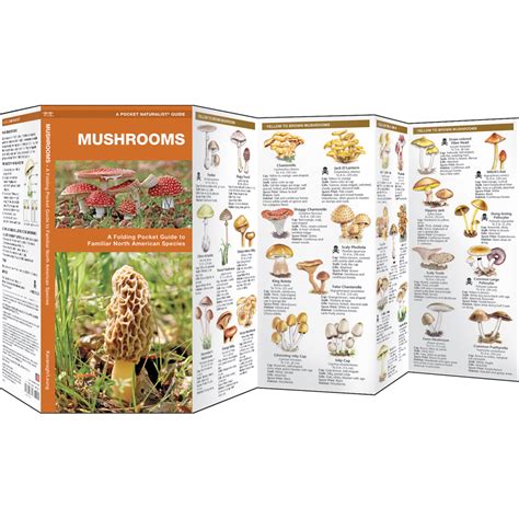 Edible Wild Mushroom Identification Guide Mushroom Guide