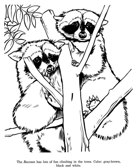 animal drawings coloring pages raccoon animal identification drawing  coloring pages