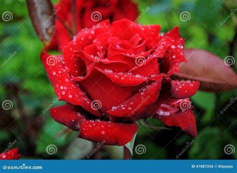 Red Rose And Raindrops Stock Photo Image Of Romance 47887256