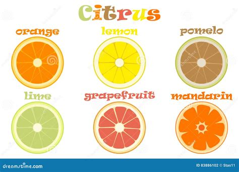 Set Of Different Types Of Citrus Fruits With Names Stock Illustration