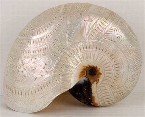 Seashell Art Seashell Crafts Alphonse Mucha Nautilus Shell Paua