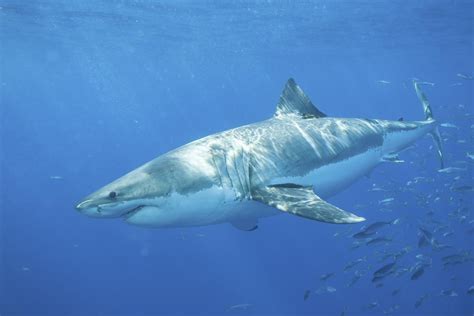 Top 3 Sharks That Attack Humans