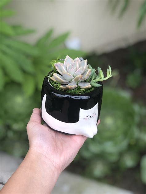 Pin On Thesimplygoodlife Succulents
