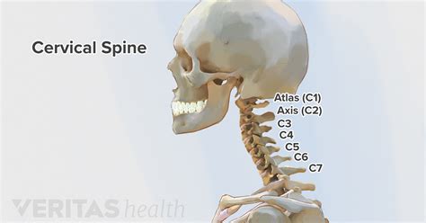 The C1 C2 Vertebrae And Spinal Segment