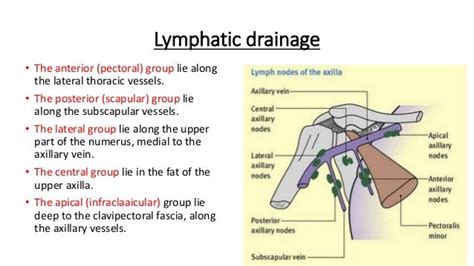 Breast Anatomy