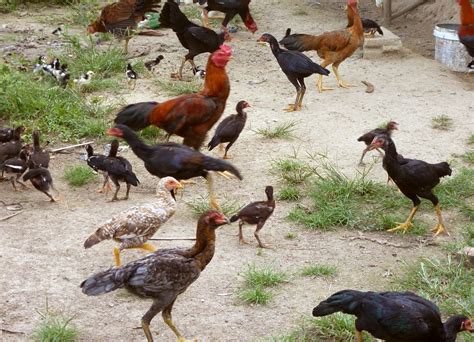 Rahasia Usaha Ternak Ayam Kampung Secara Tradisional