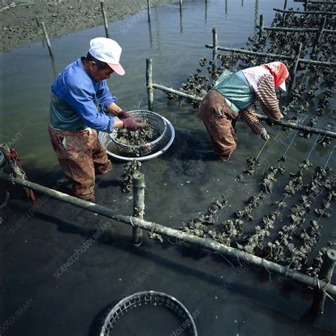 Oyster Farming Stock Image E7660060 Science Photo Library
