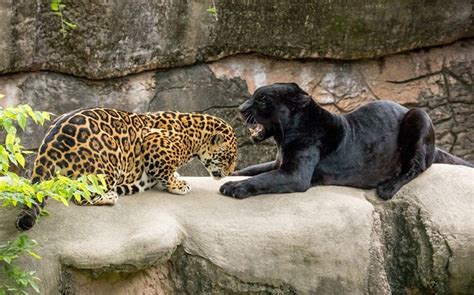 Jaguar Black Wild Cats Predators Hd Wallpapers Animals Desktop