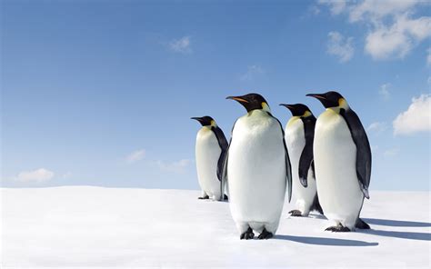 pinguin asli