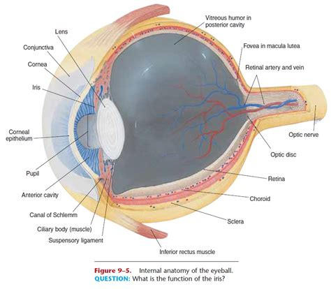 Eyeball Layers And Cavities Of The Eyeball