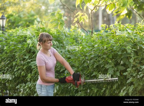 Woman Trimming Plants With Hedge Clipper At Yard Stock Photo Alamy