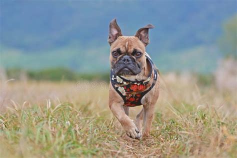 French Bulldog Dog Wearing A Beautiful Floral Harness Running Towards