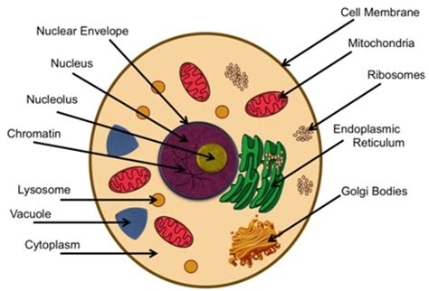 First, animal cells do not have chloroplasts. Animal Cell | Animal Cell Structures | Animal Cell Functions
