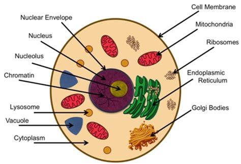 Draw a neat labelled diagram of nucleus. Animal Cell | Animal Cell Structures | Animal Cell Functions