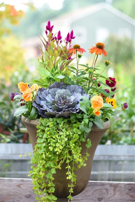 This Gorgeous Fall Container Includes Ornamental Cabbage Pansies Fall