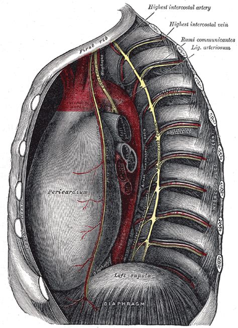 The chest wall is formed from the sternum anteriorly, 12 pairs of ribs, costal cartilages and intercostal muscles laterally, and the thoracic vertebrae posteriorly. Thoracic cavity - Wikipedia