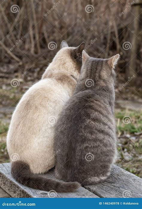 Two Cute Cats Sit Together On A Wooden Bench In The Countryside Against The Background Of A
