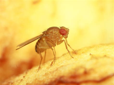 Scientists Gain New Insight Into Neurodegenerative Diseases Using Fruit Flies Research Stash